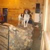 Ruger protects the wood pile.